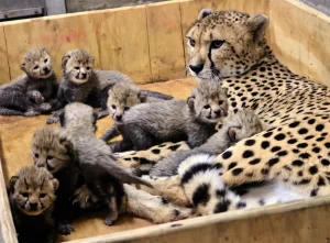 Foto: Carolyn Kelly/St. Louis Zoo via AP