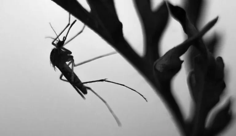 Créditos: Banco de imagens/ Canva