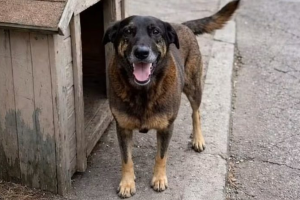 Multa por maltratar cachorro ou gato pode chegar a R$ 1 milhão com novo decreto