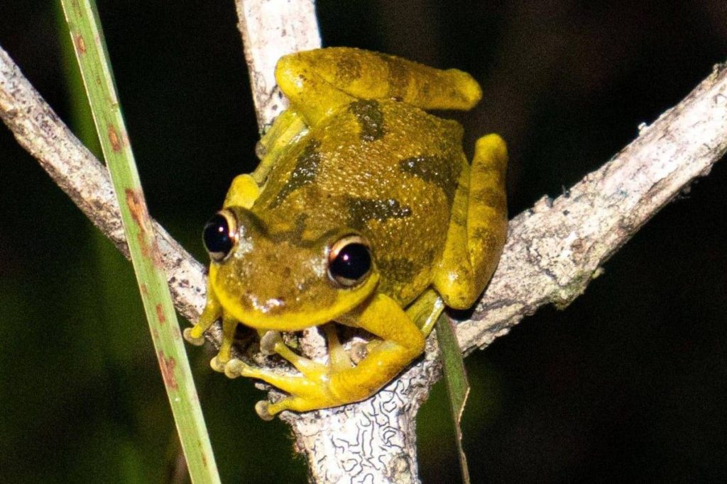 Microplásticos chegam aos girinos da Amazônia e alertam para poluição invisível